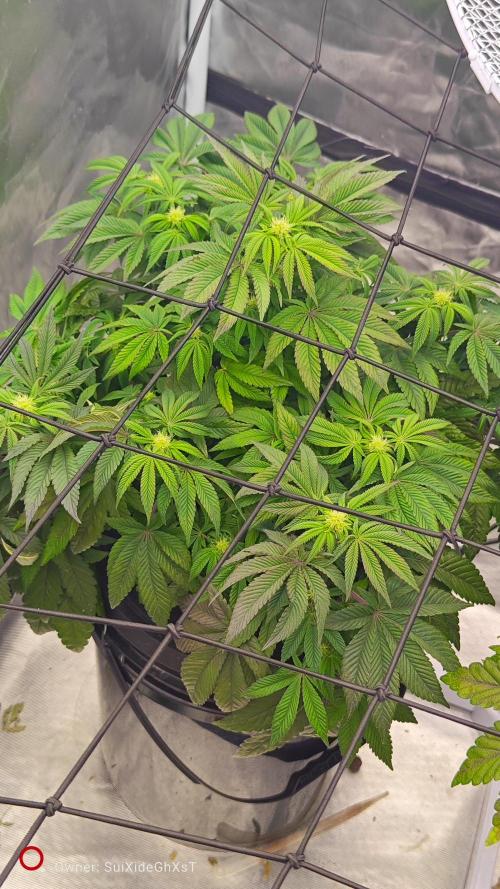 HappyUvaz: The2WizardTrees. Week 8 - Happy Hours