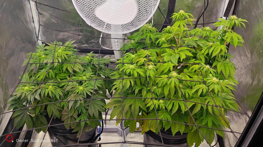 HappyUvaz: The2WizardTrees. Week 8 - Big lady's one stretch one bushy