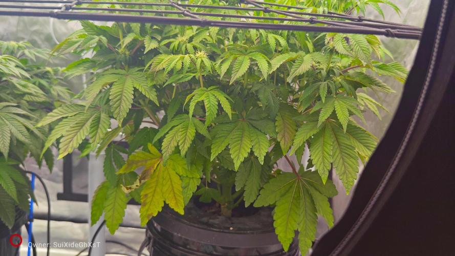 HappyUvaz: The2WizardTrees. Week 8 - UVAZ