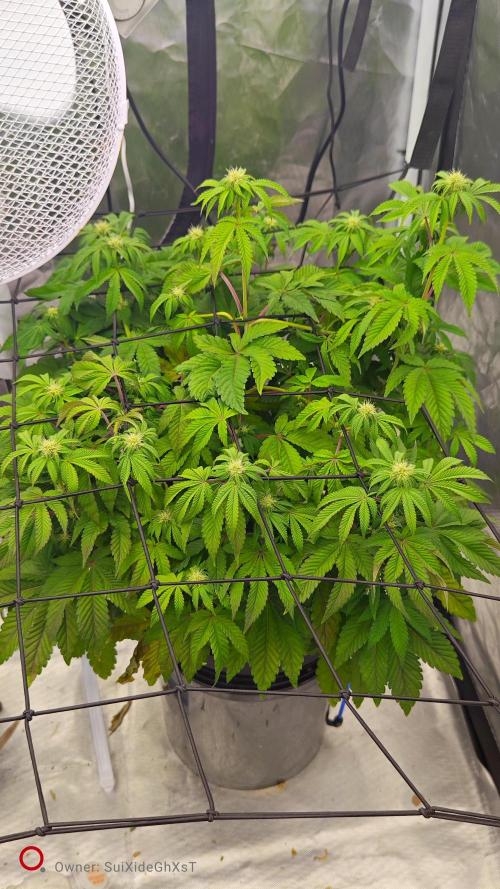 HappyUvaz: The2WizardTrees. Week 8 - UVAZ 