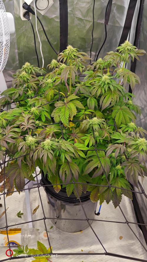 HappyUvaz: The2WizardTrees. Week 9