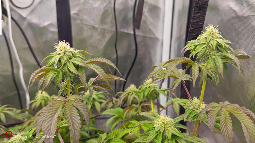 HappyUvaz: The2WizardTrees. Week 9