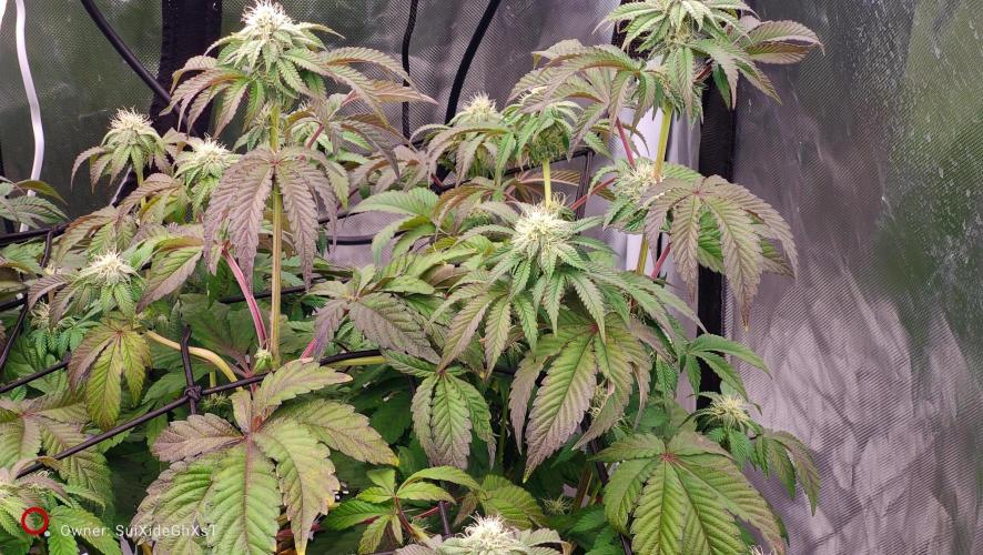 HappyUvaz: The2WizardTrees. Week 9