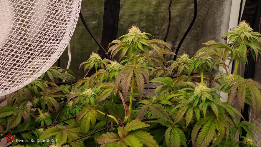 HappyUvaz: The2WizardTrees. Week 9