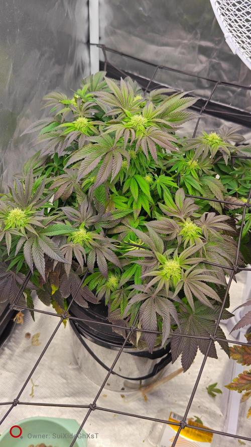 HappyUvaz: The2WizardTrees. Week 9