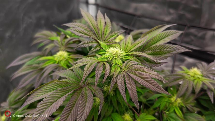 HappyUvaz: The2WizardTrees. Week 9
