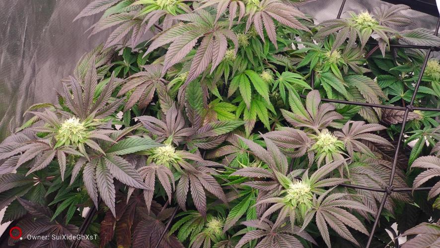 HappyUvaz: The2WizardTrees. Week 9