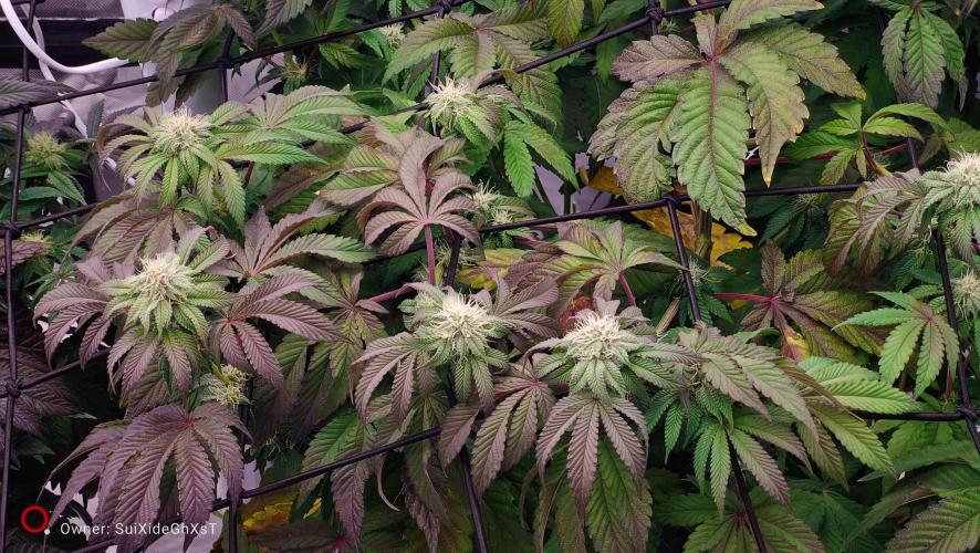 HappyUvaz: The2WizardTrees. Week 9
