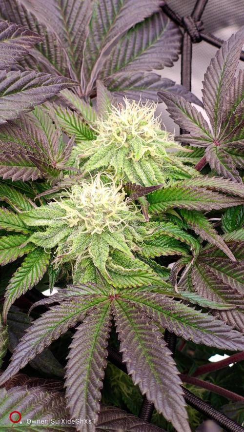 HappyUvaz: The2WizardTrees. Week 10 - Happy Hours Double Bud 