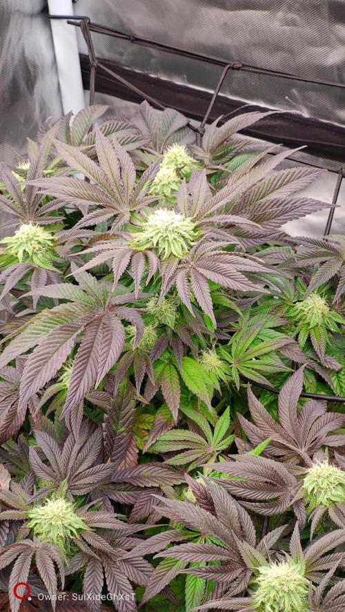 HappyUvaz: The2WizardTrees. Week 10 - Happy Hours