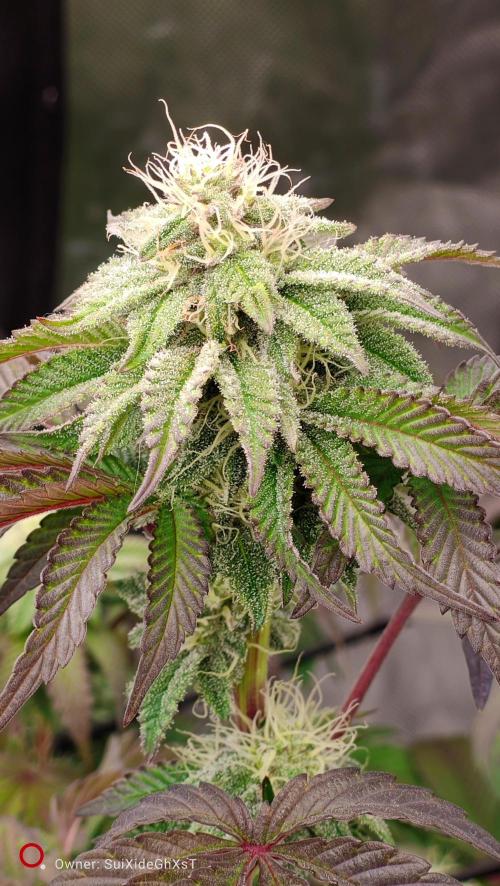 HappyUvaz: The2WizardTrees. Week 10 - Uvaz already amazing frosty 