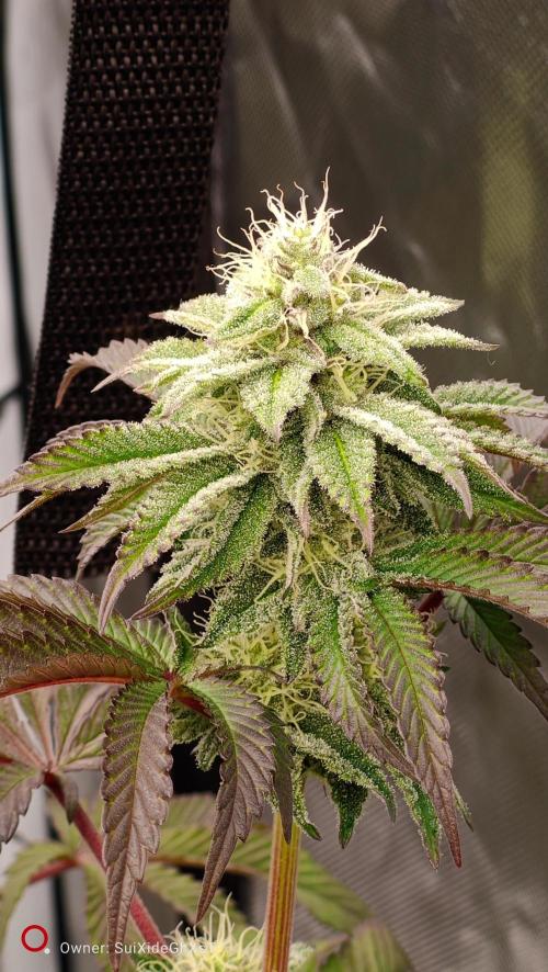 HappyUvaz: The2WizardTrees. Week 10 - Uvaz