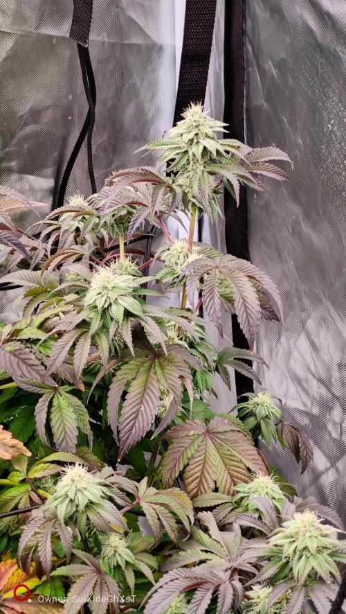 HappyUvaz: The2WizardTrees. Week 10 - Uvaz