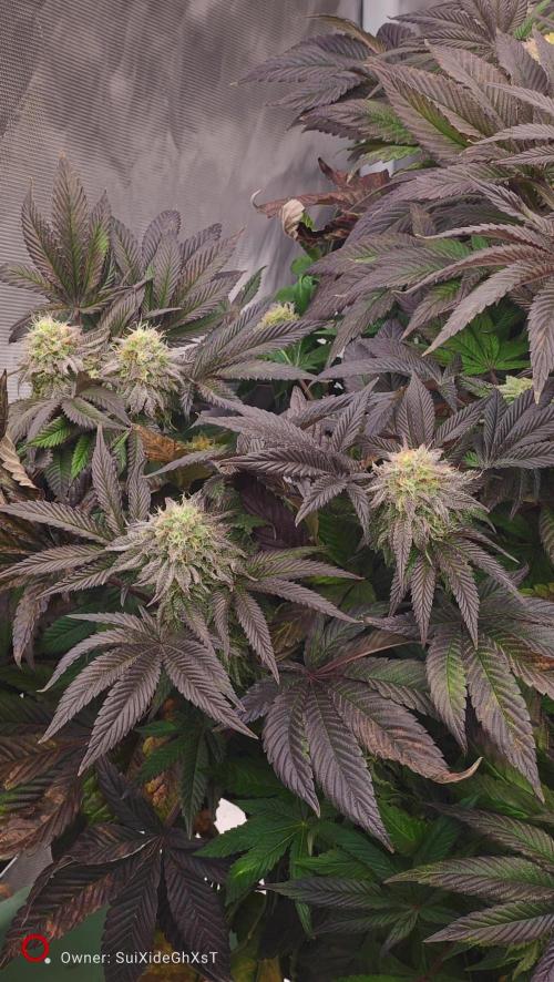 HappyUvaz: The2WizardTrees. Week 12 - Happy hours 