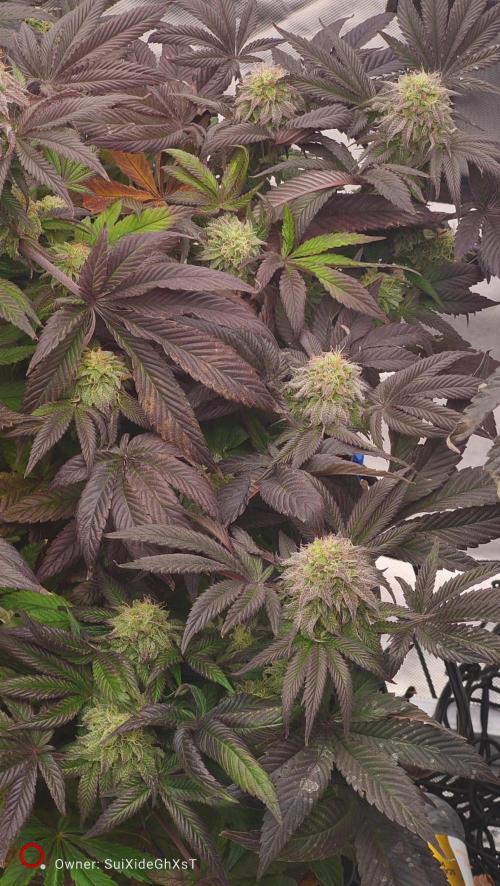 HappyUvaz: The2WizardTrees. Week 12 - Happy hours 