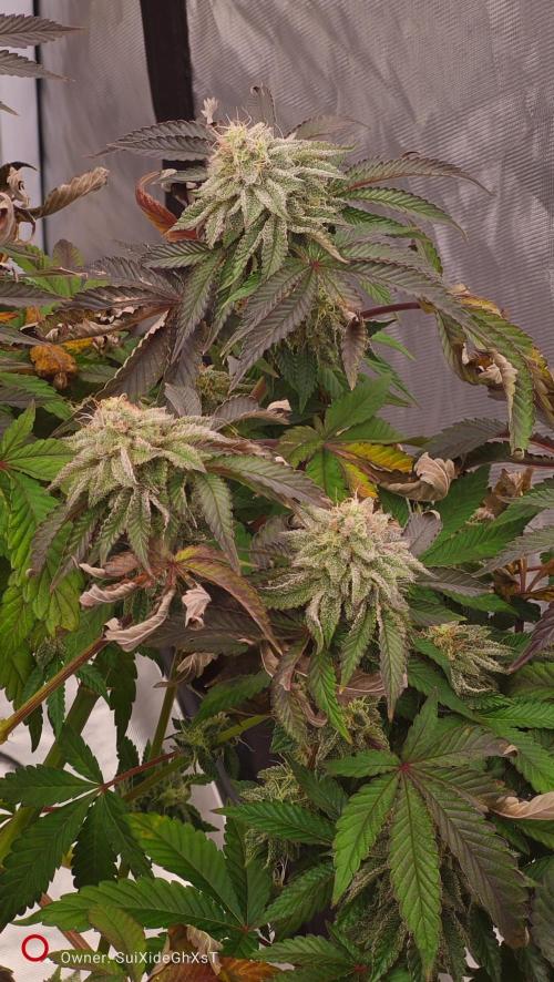 HappyUvaz: The2WizardTrees. Week 12 - Uvaz