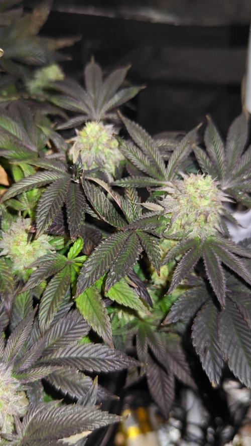 HappyUvaz: The2WizardTrees. Week 13 - Happy Hours