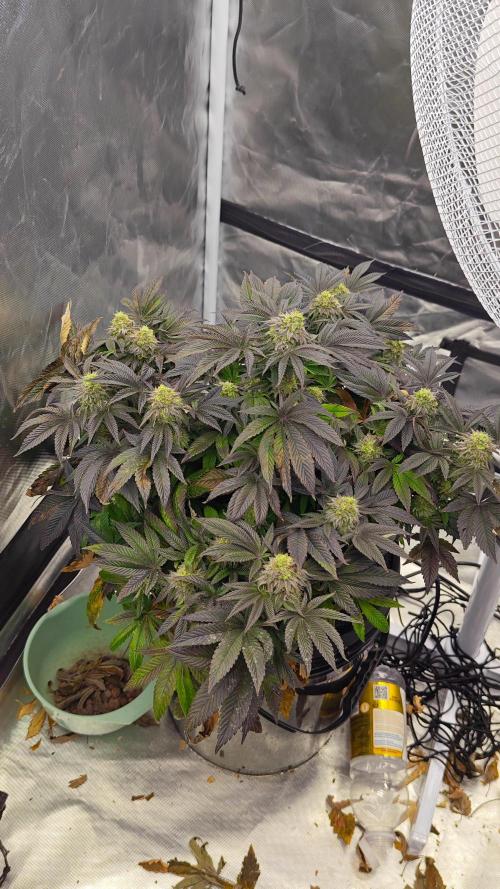 HappyUvaz: The2WizardTrees. Week 13 - Happy Hours