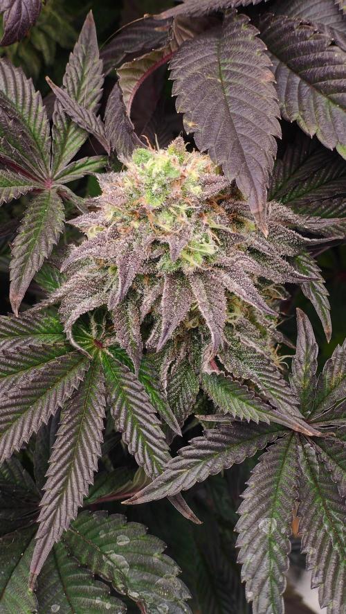 HappyUvaz: The2WizardTrees. Week 13 - Happy Hours