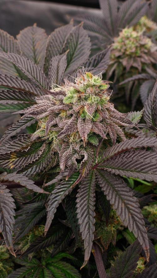 HappyUvaz: The2WizardTrees. Week 13 - Happy Hours 