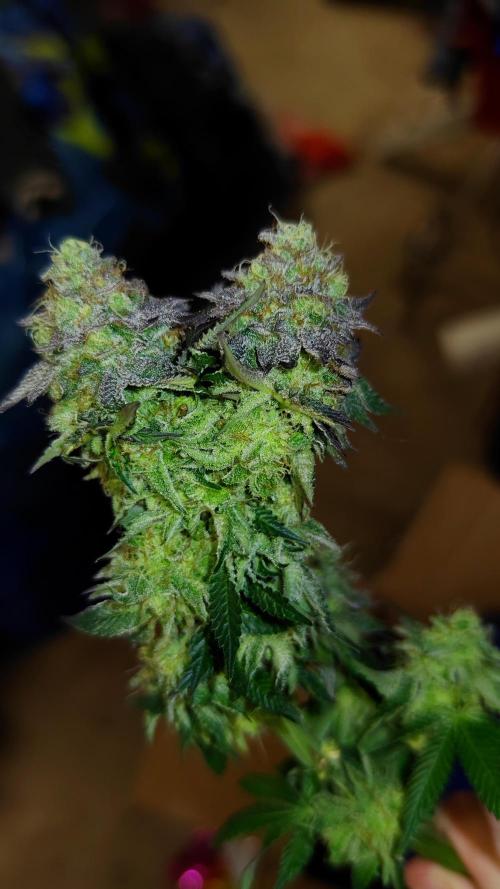 HappyUvaz: The2WizardTrees. Week 14