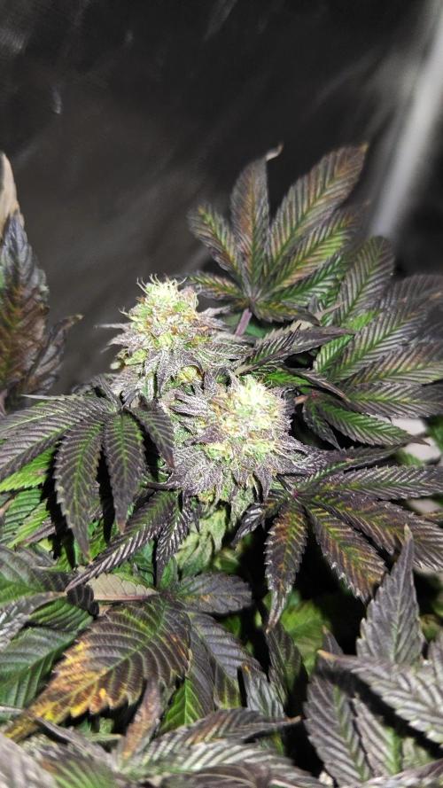 HappyUvaz: The2WizardTrees. Week 14