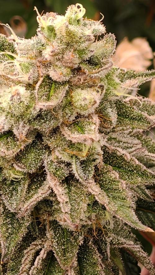 HappyUvaz: The2WizardTrees. Week 14