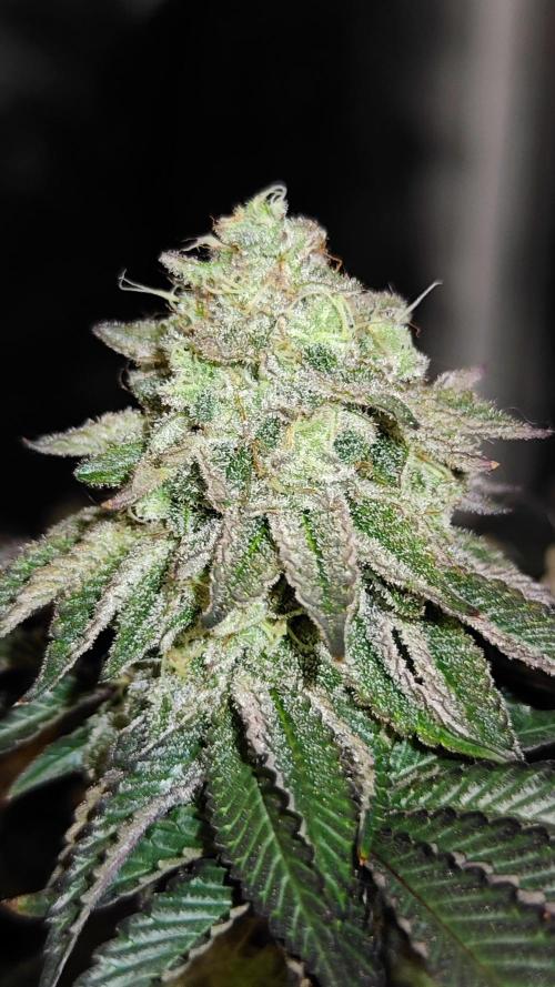 HappyUvaz: The2WizardTrees. Week 14