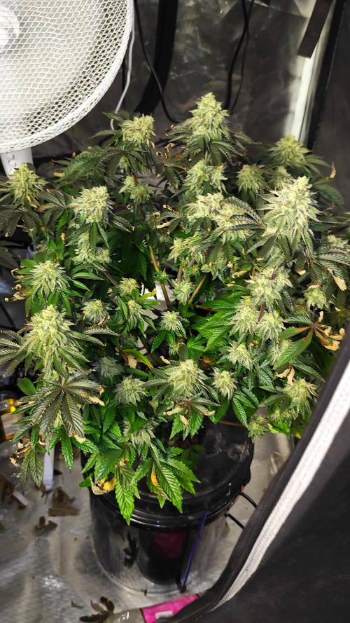 HappyUvaz: The2WizardTrees. Week 14