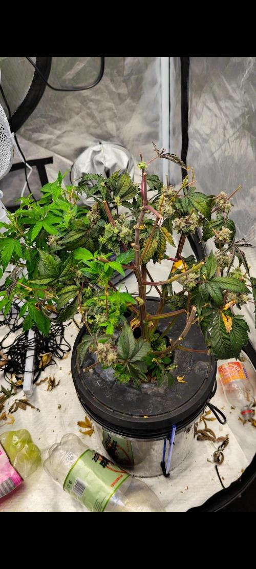HappyUvaz: The2WizardTrees. Week 22 - Revegging 18.04.26