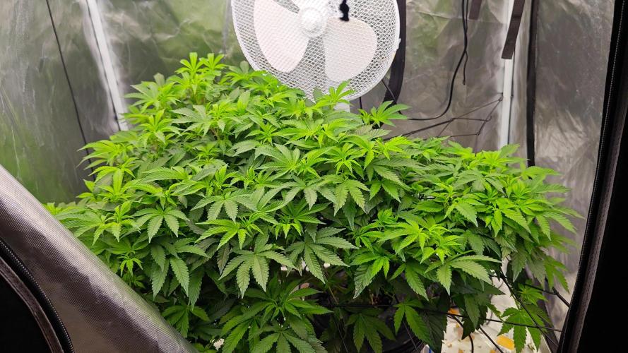 HappyUvaz: The2WizardTrees. Week 24