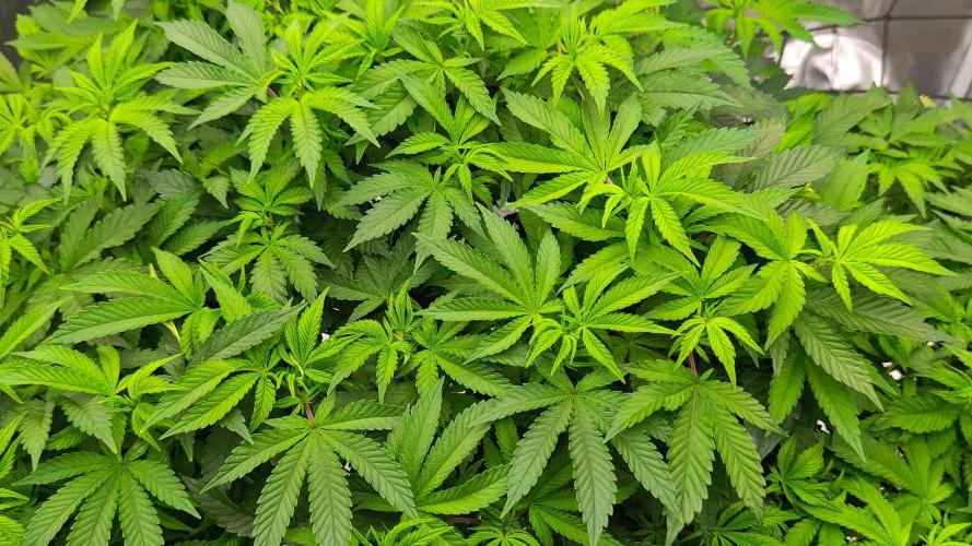 HappyUvaz: The2WizardTrees. Week 24