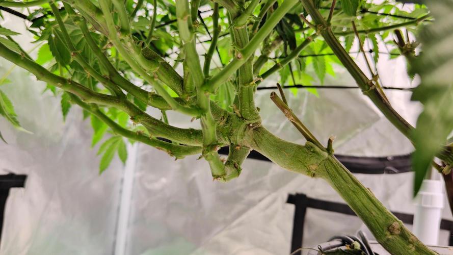 HappyUvaz: The2WizardTrees. Week 24