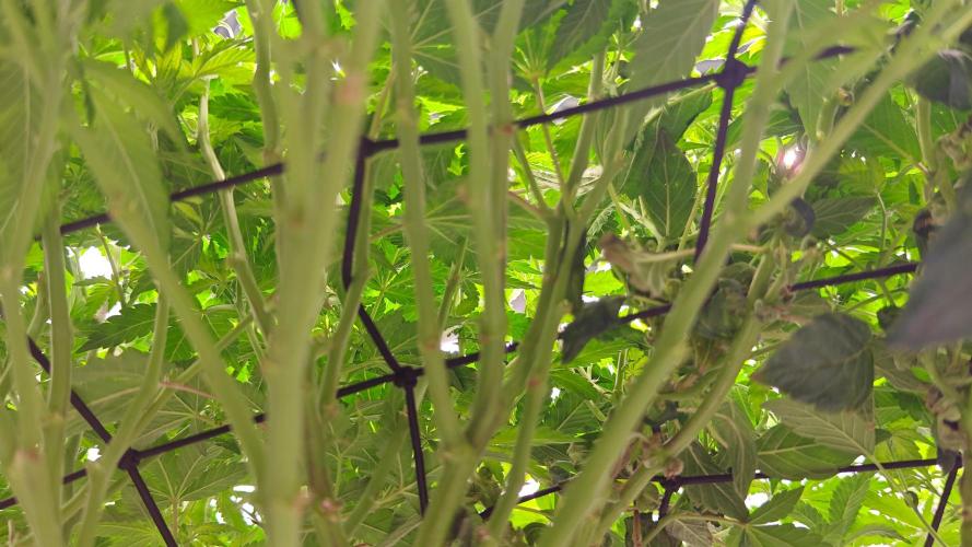 HappyUvaz: The2WizardTrees. Week 24