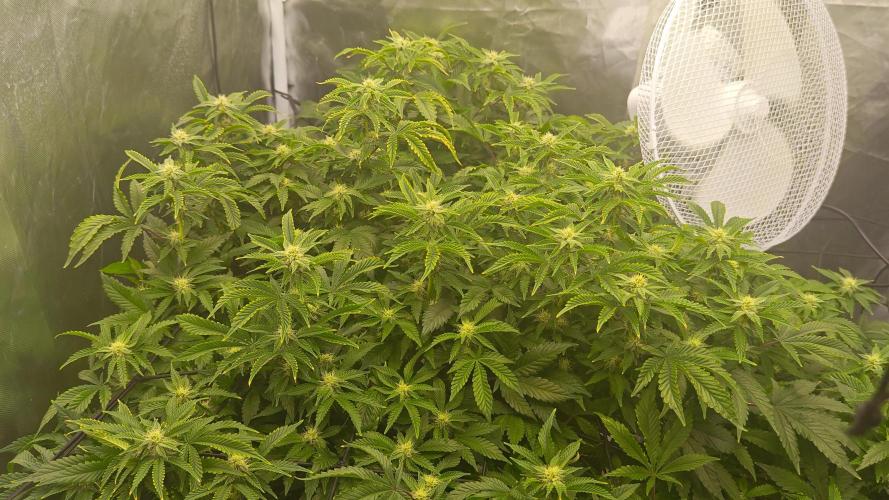 HappyUvaz: The2WizardTrees. Week 27