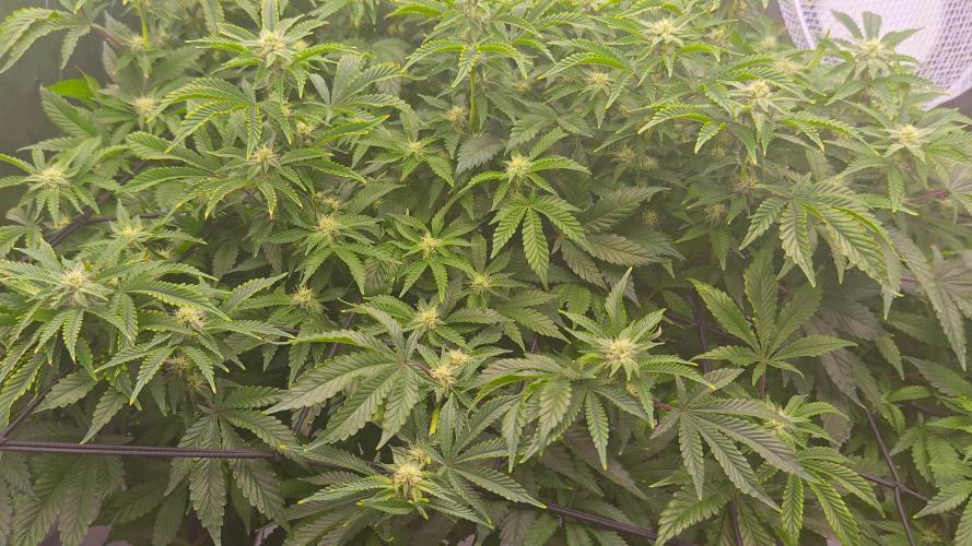 HappyUvaz: The2WizardTrees. Week 27