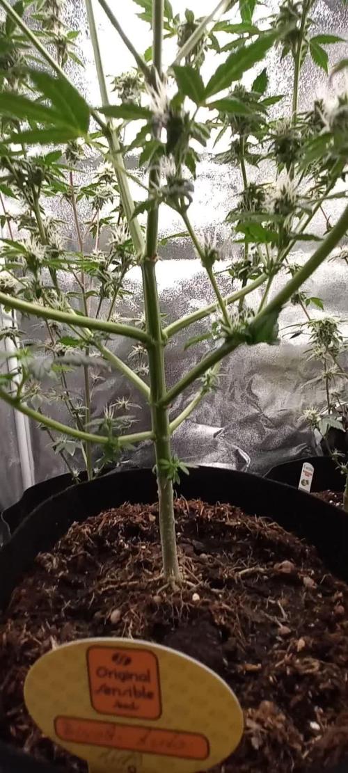 Biscotti Auto