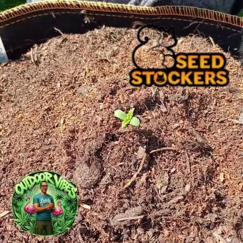 F*cked up Hippy Auto Outdoor'26