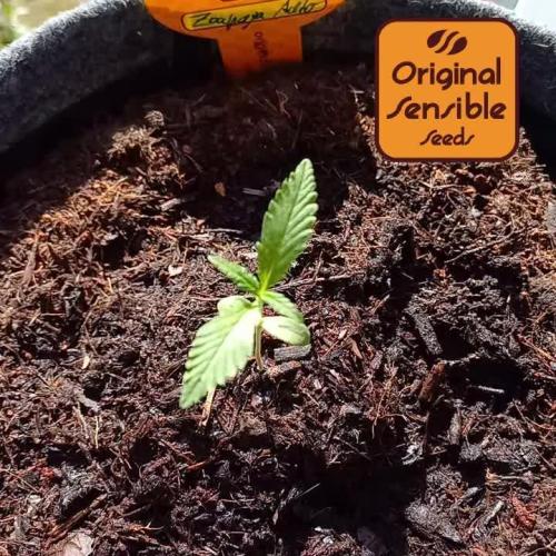 Zoapaya Auto. Week 1