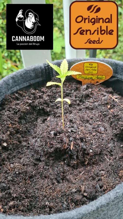 Zoapaya Auto. Week 3