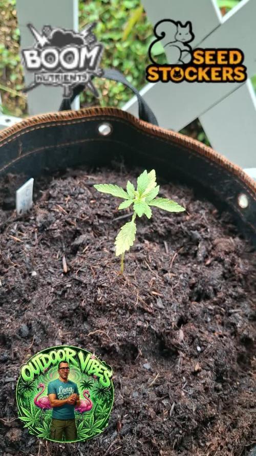 F.U.H (F*cked Up Hippy)© Auto. Week 3