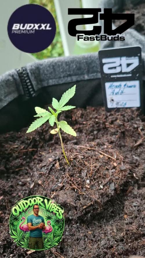 Mendo Guava Auto. Week 3
