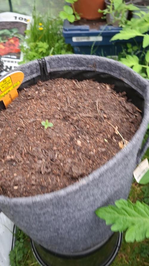 Zoapaya Auto. Week 0