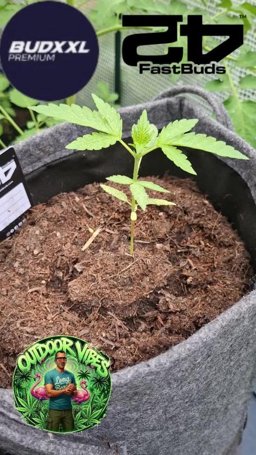 Mendo Guava Auto. Week 4