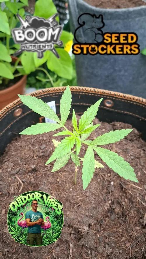 F.U.H (F*cked Up Hippy)© Auto. Week 4