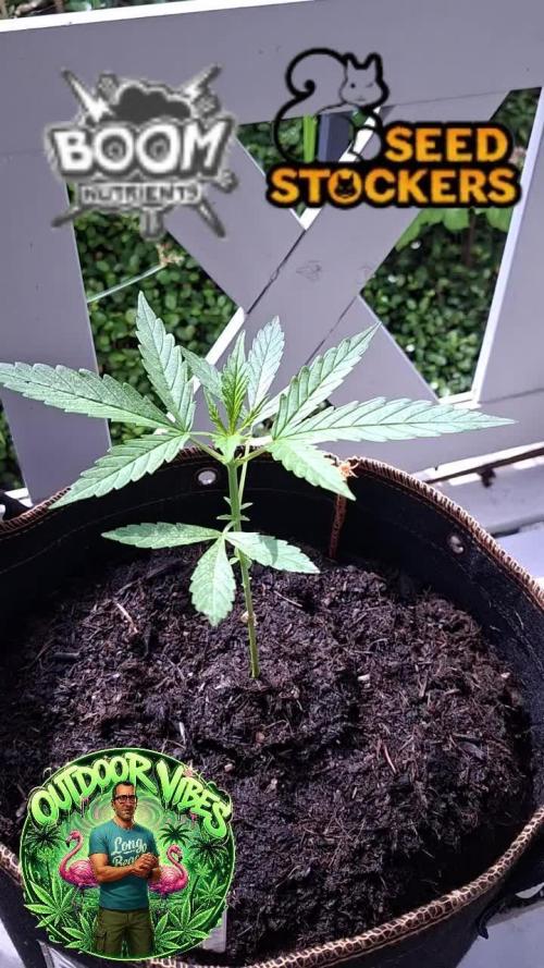 F.U.H (F*cked Up Hippy)© Auto. Week 5