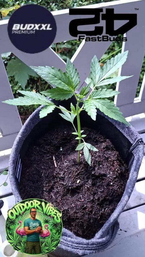 Mendo Guava Auto. Week 5