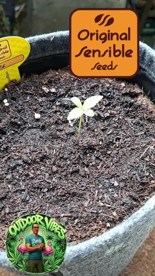 Zoapaya Auto. Week 1