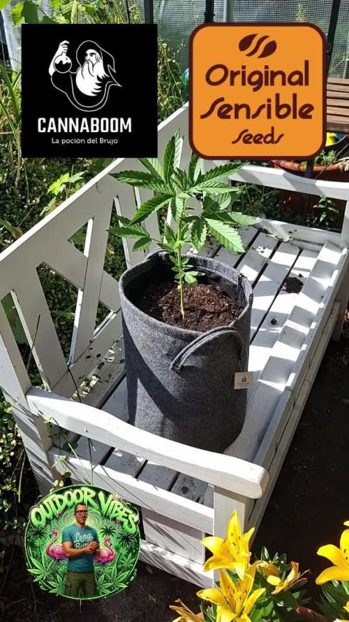 Zoapaya Auto. Week 4