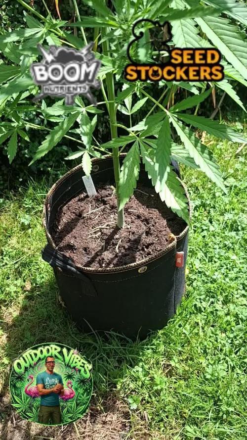 F.U.H (F*cked Up Hippy)© Auto. Week 9